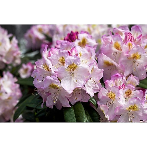 Rhododendron Hybr. Brigitte Inkarho Rosa Blüten 30–40 cm günstig online kaufen