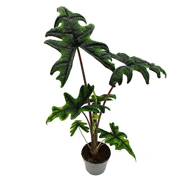 Exotenherz Zimmerpflanze Alocasia tandurusa Jacklyn Tropenwurz Alokasie Pfe günstig online kaufen