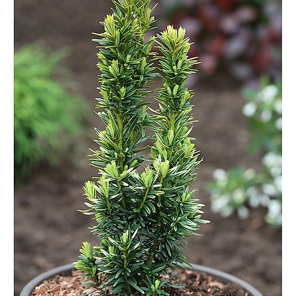 Gelbe Säulen Eibe David 40-50cm - Taxus baccata günstig online kaufen