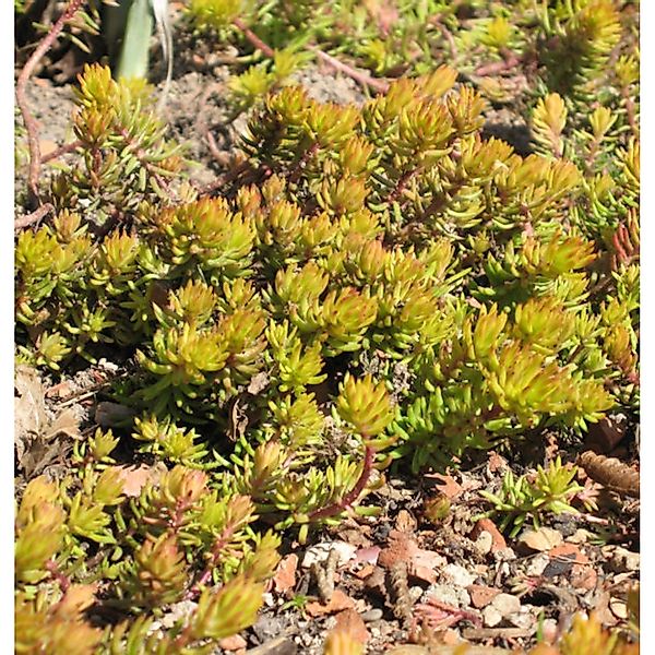 Felsen Fetthenne Angelina - Sedum reflexum Angelina günstig online kaufen