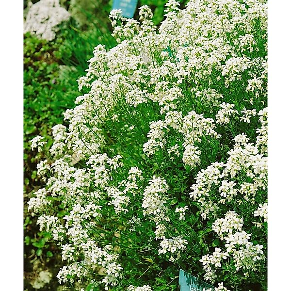 Arabis Procurrens Neuschnee Gänsekresse Weiß Ca. 9x9 cm Topf günstig online kaufen