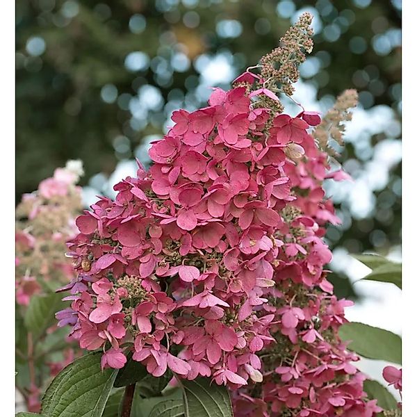 Rispenhortensie Living Pink Promise 40-60cm - Hydrangea paniculata günstig online kaufen