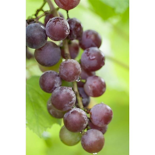 Vitis Vinifera Suffok Red Weinrebe Rot 80–100 cm günstig online kaufen
