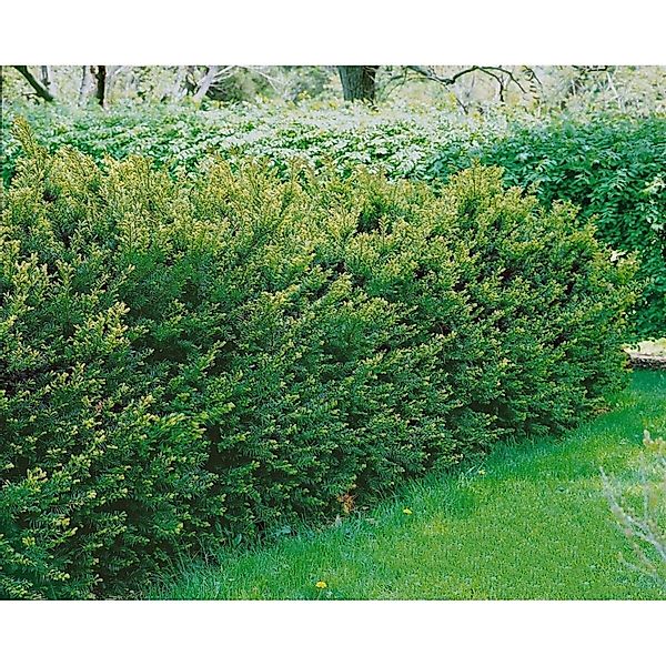 Taxus media 'Brownii' 70-80 cm günstig online kaufen