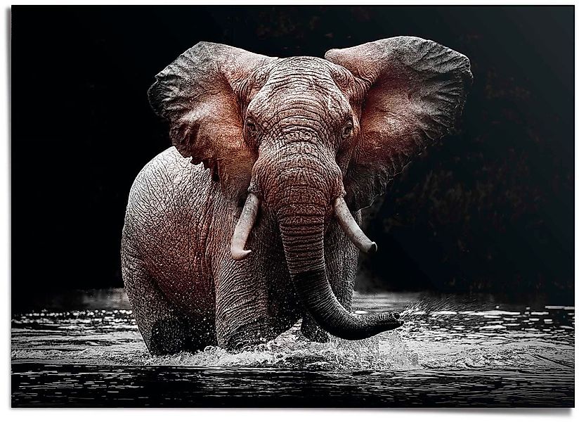 Reinders "Elefant" günstig online kaufen