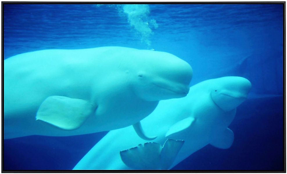 Papermoon Infrarotheizung »Beluga Wale«, sehr angenehme Strahlungswärme günstig online kaufen