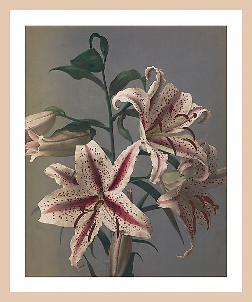 queence Bild mit Rahmen "Sigrid" Pflanze Premium Rahmenbild günstig online kaufen