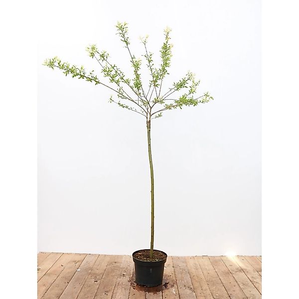 Salix Integra Hakuro Nishiki Japanische Weide Rosa-Weiß 100 cm Stammhöhe günstig online kaufen