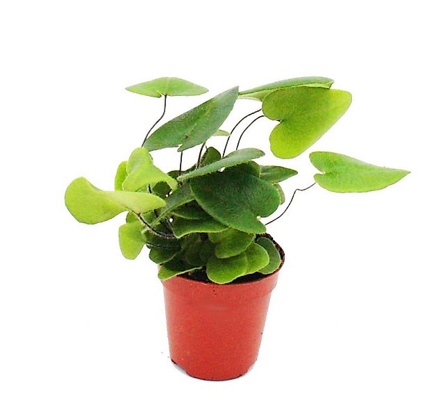 Exotenherz Zimmerpflanze Mini-Pflanze Hemionitis arifolia Herzfarn im 5,5cm günstig online kaufen