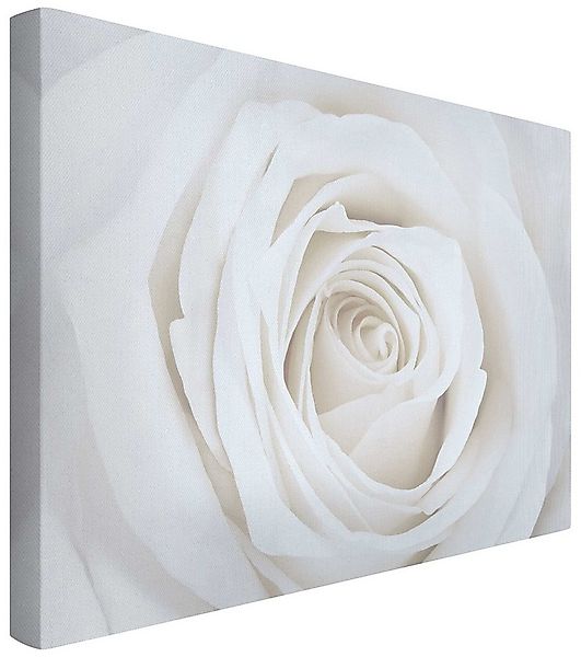 Bilderdepot24 Leinwandbild Akustikbild Blumen Natur Modern Rose weiss Akust günstig online kaufen