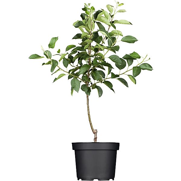 GROW by OBI Bio Herbstapfel Gravensteiner Rot-Orange ca. 120-140cm Topf ca. günstig online kaufen