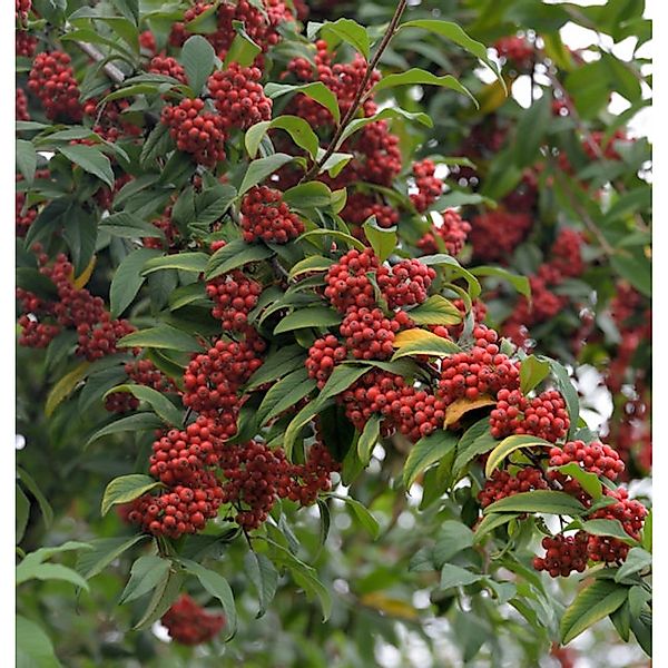 Wintergrüne Baummipel Cornubia 100-125cm - Cotoneaster watereri günstig online kaufen