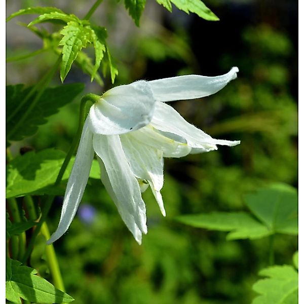 Immergrüne Duft Waldrebe Snowdrift 100-125cm - Clematis armandii günstig online kaufen