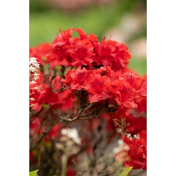 Rhododendron Obtusum Maraschino Azalee Rot 25–30 cm günstig online kaufen
