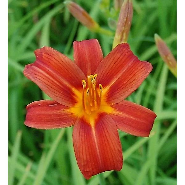 Taglilie Sammy Russel - Hemerocallis günstig online kaufen