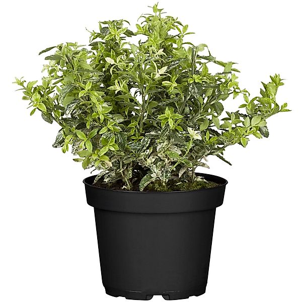 GROW by OBI  Kriechspindel Harlequin Höhe ca. 5 - 10 cm Topf ca. 2 l Euonym günstig online kaufen