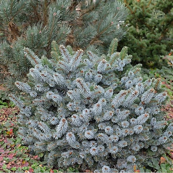 Stechfichte Silberzwerg 30-40cm - Picea sitchensis günstig online kaufen