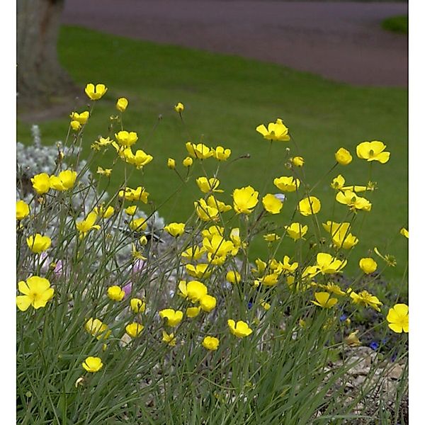 Grasblättriger Hahnenfuß - Ranunculus gramineus günstig online kaufen