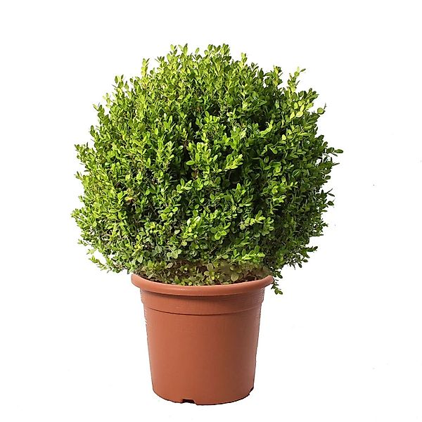 KENTIS Buxus Microphylla Faulkner H 60/70 cm Kugel Ø 45/50 cm Topf Ø 30 cm günstig online kaufen