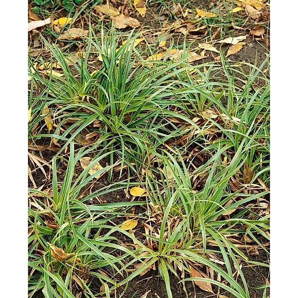 Luzula Sylvatica Marginata Waldmarbel Ca. 9x9 cm Topf günstig online kaufen