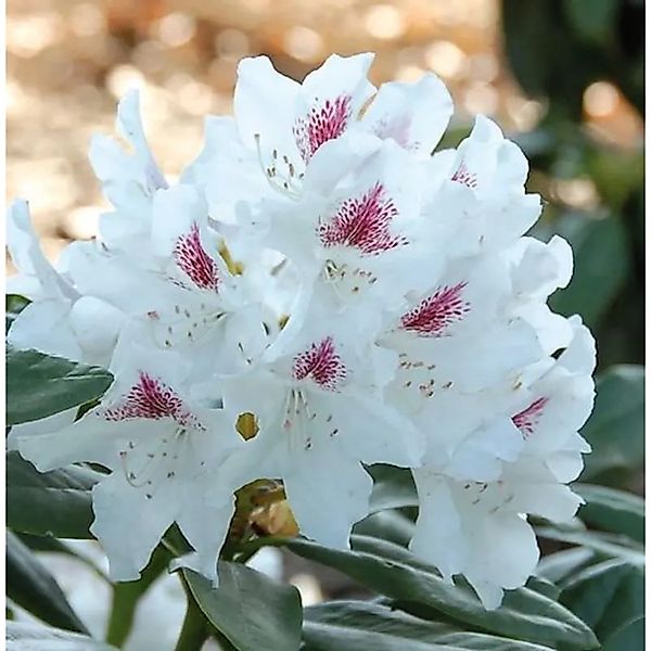 Großblumige Rhododendron Schneeauge 50-60cm - Alpenrose günstig online kaufen