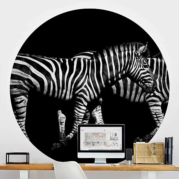 Runde Fototapete selbstklebend Zebra vor Schwarz günstig online kaufen
