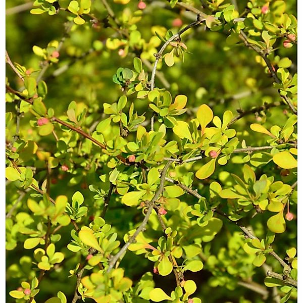 Gelbe Zwergbeberitze 25-30cm - Berberis thunbergii günstig online kaufen