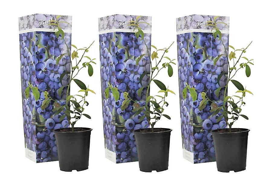 Perfect Plant | Set mit 3 Blaubeer-Heidelbeer-Pflanzen günstig online kaufen
