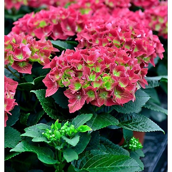 Bauernhortensie Royal Red 30-40cm - Hydrangea macrophylla günstig online kaufen