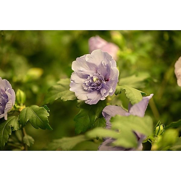 Hibiscus Syriacus Gartenhibiskus Lavender Chiffon R 40-60 cm günstig online kaufen