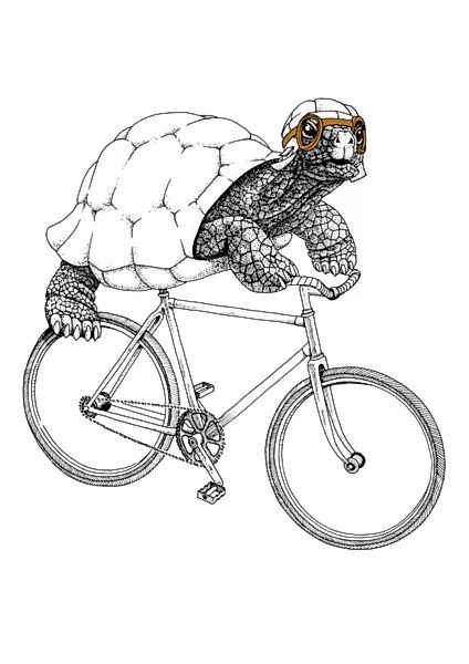 Poster Bike Turtle günstig online kaufen