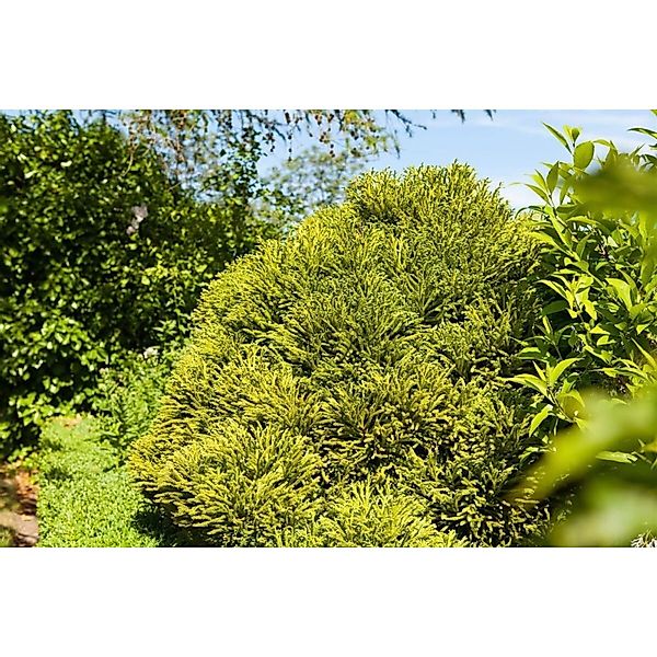 Cryptomeria Japonica Globosa Nana Japanische Sicheltanne 40 cm Stammhöhe günstig online kaufen