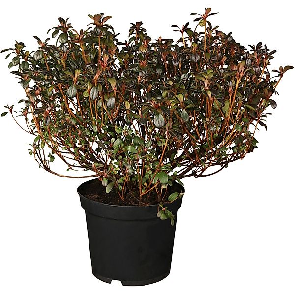 OBI Japanische Azalee Canzonetta Rot Höhe ca. 5 - 10 cm Topf ca. 2 l Azalea günstig online kaufen