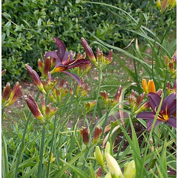 Taglilie Black Arrowhead - Hemerocallis günstig online kaufen