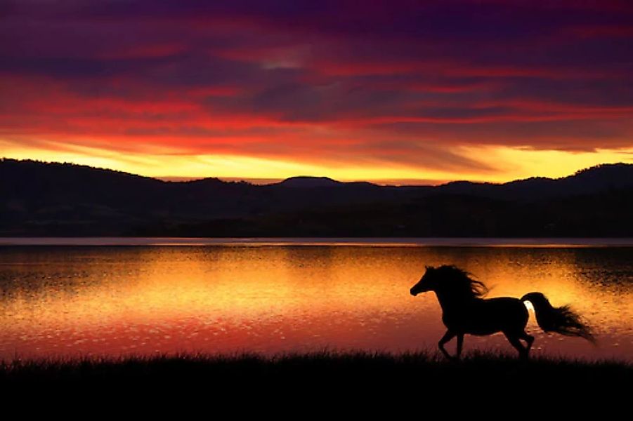 Papermoon Fototapete »Pferd in landschaft« günstig online kaufen