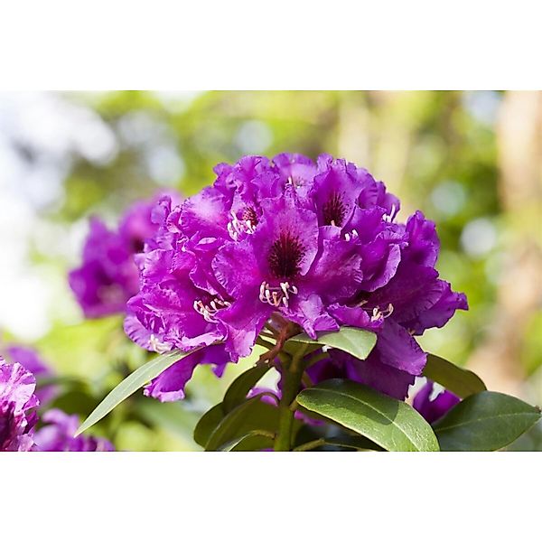 Rhododendron Hybr. Rasputin Rhododendron Violett 30–40 cm günstig online kaufen