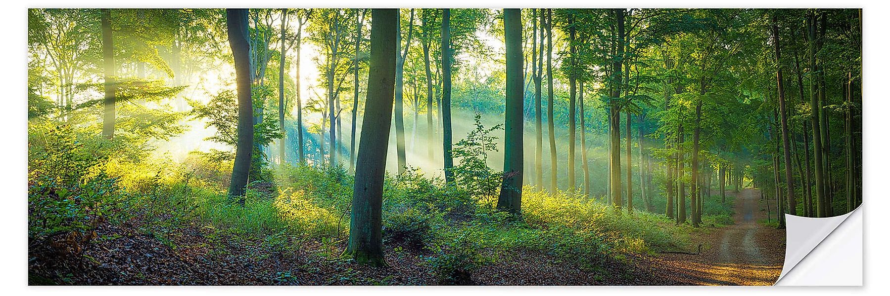 Posterlounge Wandfolie Martin Wasilewski, Wald Panorama, günstig online kaufen