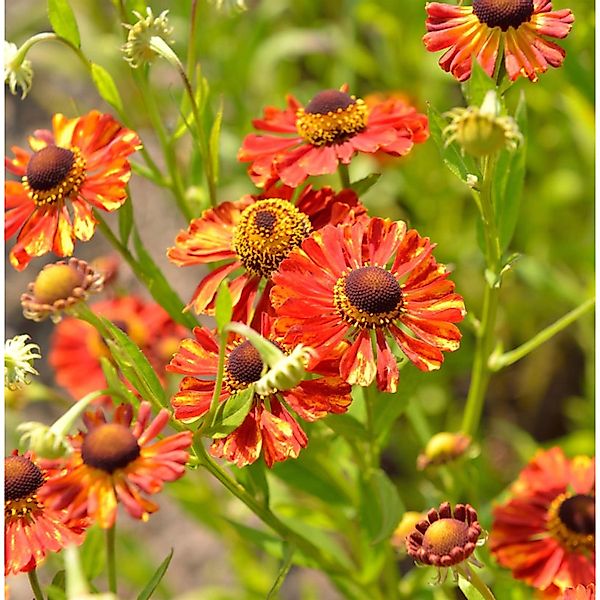 Sonnenbraut Flammendes Kätchen - Helenium günstig online kaufen