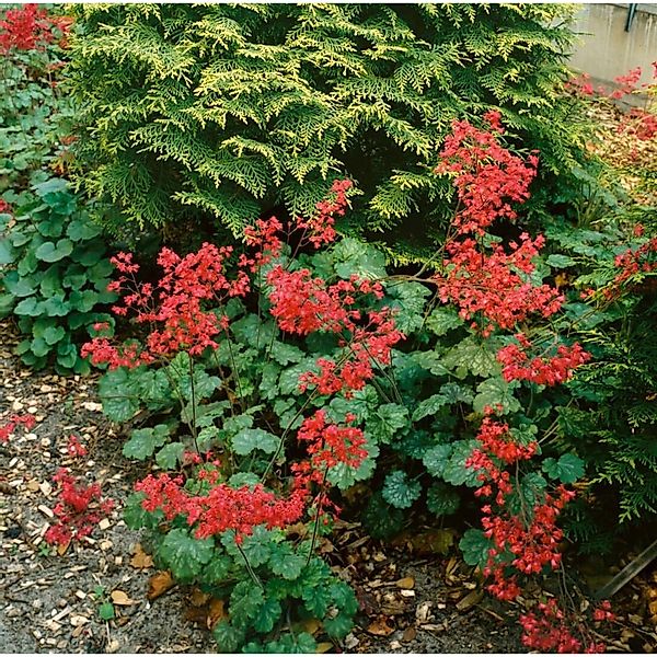 Heuchera X Brizoides Pluie De Feu Purpurglöckchen Ca. 9x9 cm Topf günstig online kaufen