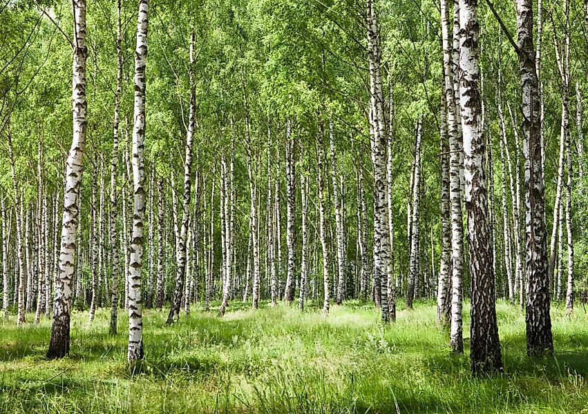 Papermoon Fototapete »Birkenwald« günstig online kaufen