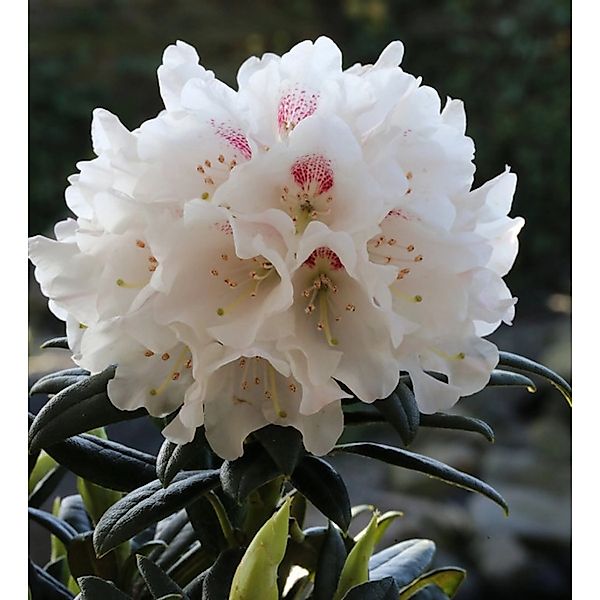 Wildart Rhododendron Blewbury 30-40cm - Rhododendron roxieanum günstig online kaufen