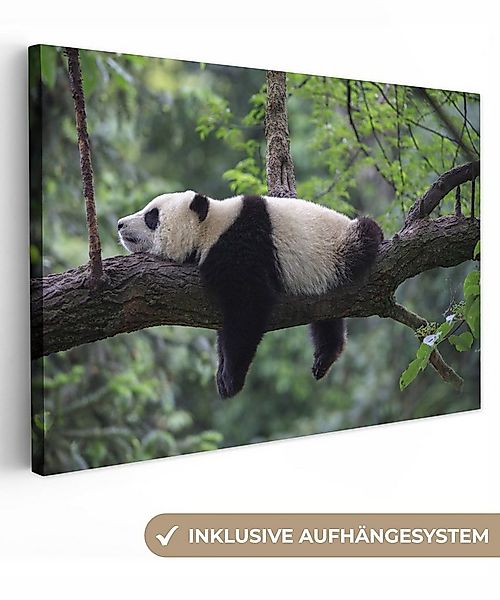 OneMillionCanvasses® Leinwandbild Panda - Baum - Tiere - Natur, Fotodruck ( günstig online kaufen