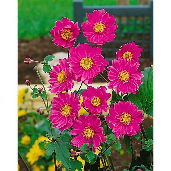 Anemone Japonica Pamina Herbstanemone Ca. 9x9 cm Topf günstig online kaufen