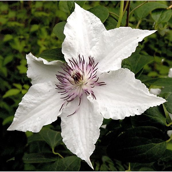 Waldrebe Gladya Picard 60-80cm - Clematis günstig online kaufen