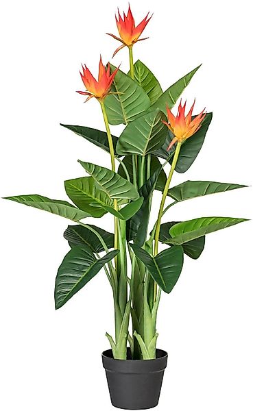 Kunstpflanze Guzmania, Creativ green, Höhe 105 günstig online kaufen