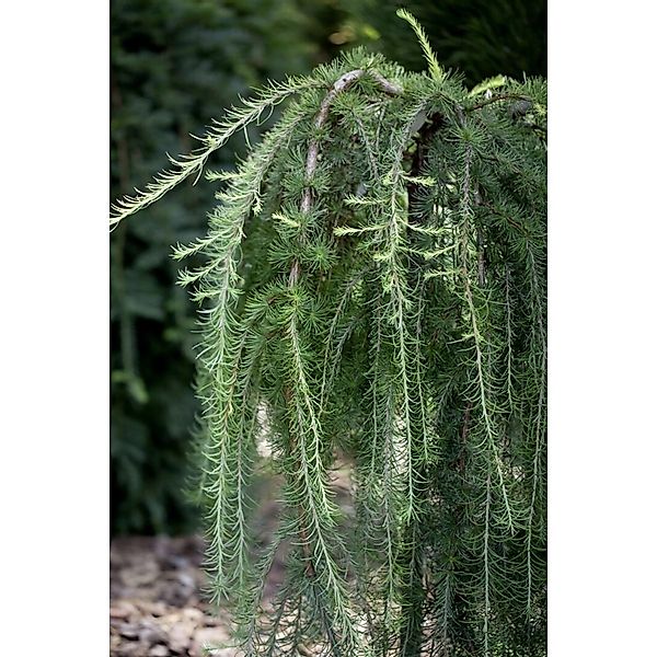 Larix Kaempferi Pendula Japanische Lärche Hängend 125–150 cm günstig online kaufen