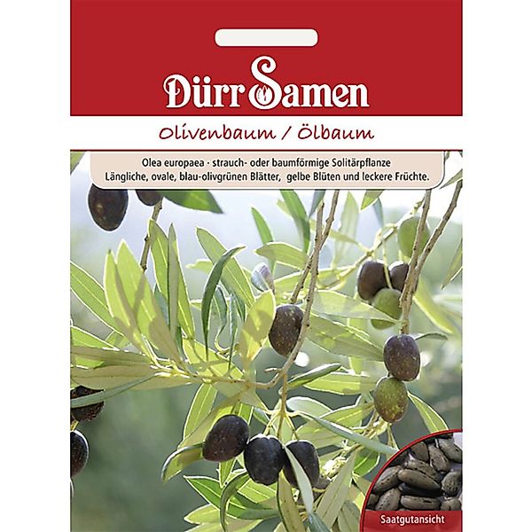 Dürr Samen Olivenbaum Ölbaum Saatgut günstig online kaufen
