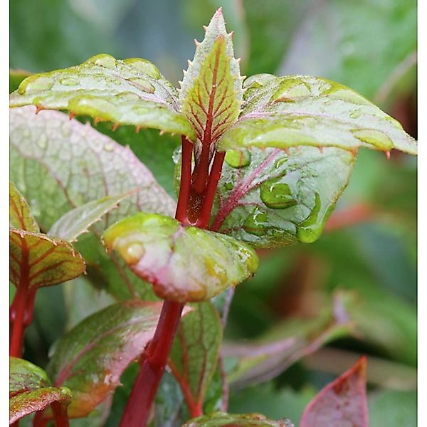 Spalthortensie Rose Sensation 80-100cm - Hydrangea schizophragma günstig online kaufen