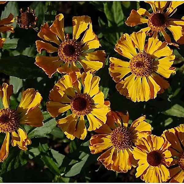 Sonnenbraut Feuersiegel - Helenium cultorum günstig online kaufen