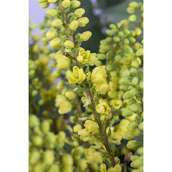 Mahonia Media Winter Sun Mahonie Gelbe Blüten 40–60 cm günstig online kaufen
